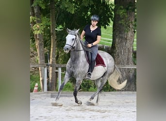 Andaluces, Yegua, 9 años, 158 cm, Tordo