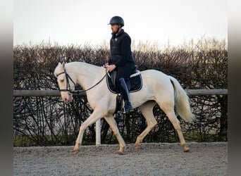 Andaluces, Yegua, 9 años, 160 cm, Champán