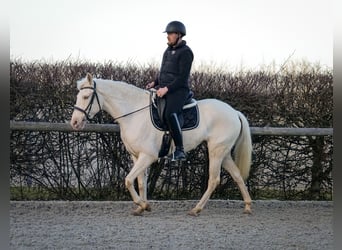 Andaluces, Yegua, 9 años, 160 cm, Champán