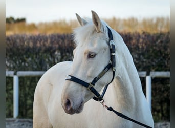 Andaluces, Yegua, 9 años, 160 cm, Champán