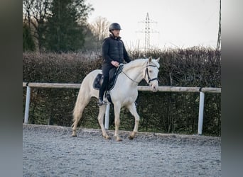 Andaluces, Yegua, 9 años, 160 cm, Champán