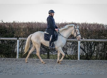 Andaluces, Yegua, 9 años, 160 cm, Champán