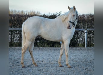 Andaluces, Yegua, 9 años, 160 cm, Champán