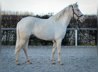 Andaluces, Yegua, 9 años, 160 cm, Champán