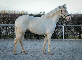 Andaluces, Yegua, 9 años, 160 cm, Champán