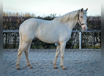 Andaluces, Yegua, 9 años, 160 cm, Champán