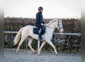 Andaluces, Yegua, 9 años, 160 cm, Champán