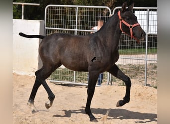 Andaluces, Yegua, Potro (03/2023), 160 cm, Tordo