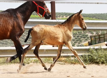Andaluces, Yegua, , Bayo