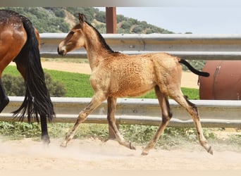 Andaluces, Yegua, , Bayo