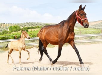 Andaluces, Yegua, , Bayo