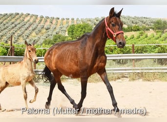Andaluces, Yegua, , Bayo