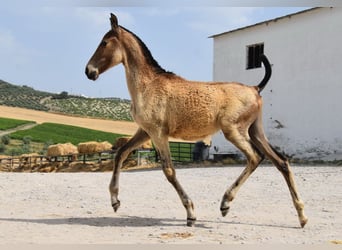 Andaluces, Yegua, , Bayo