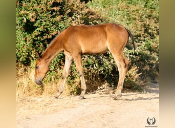 Andaluces, Yegua, Potro (01/2026), Castaño oscuro
