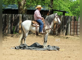 Andalusian, Gelding, 10 years, 14.2 hh, Grey