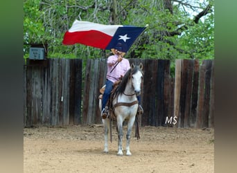 Andalusian, Gelding, 10 years, 14.2 hh, Grey