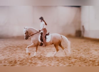 Andalusian, Gelding, 10 years, 14.2 hh, Palomino