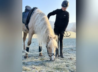 Andalusian, Gelding, 10 years, 14.2 hh, Palomino