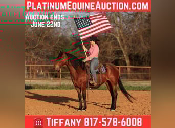 Andalusian, Gelding, 10 years, 14,2 hh, Bay