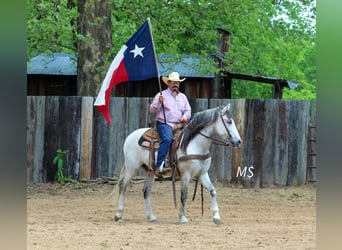Andalusian, Gelding, 10 years, 14,2 hh, Grey