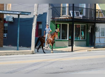 Andalusian, Gelding, 10 years, 15.1 hh, Bay