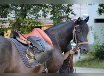 Andalusian, Gelding, 10 years, 15.1 hh, Black