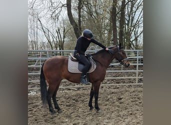 Andalusian Mix, Gelding, 10 years, 15.1 hh, Brown