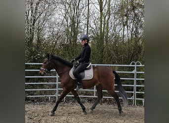 Andalusian Mix, Gelding, 10 years, 15.1 hh, Brown