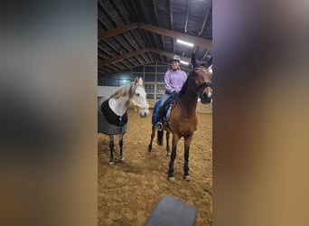 Andalusian, Gelding, 10 years, 15.1 hh, Gray-Dapple