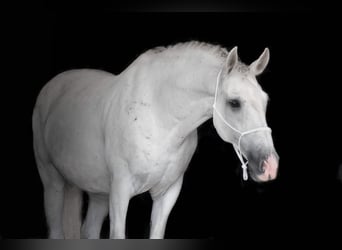 Andalusian, Gelding, 10 years, 15.1 hh, Gray