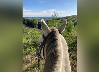 Andalusian, Gelding, 10 years, 15.1 hh, Grey