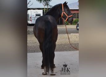 Andalusian Mix, Gelding, 10 years, 15.2 hh, Black