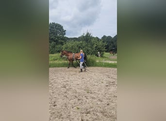 Andalusian, Gelding, 10 years, 15.2 hh, Brown