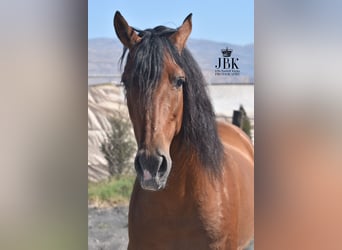 Andalusian, Gelding, 10 years, 15,2 hh, Brown