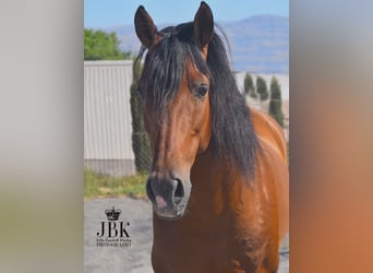 Andalusian, Gelding, 10 years, 15.2 hh, Brown
