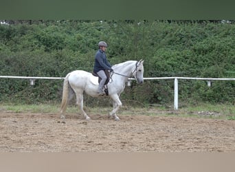 Andalusian Mix, Gelding, 10 years, 15.2 hh, Grey-Dapple Andalusian Mix, Gelding, 10 years, 15.2 hh, Grey-Dapple