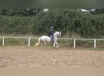 Andalusian Mix, Gelding, 10 years, 15.2 hh, Grey-Dapple Andalusian Mix, Gelding, 10 years, 15.2 hh, Grey-Dapple