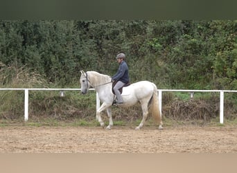Andalusian Mix, Gelding, 10 years, 15.2 hh, Grey-Dapple Andalusian Mix, Gelding, 10 years, 15.2 hh, Grey-Dapple