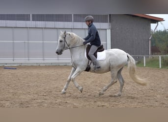 Andalusian Mix, Gelding, 10 years, 15.2 hh, Grey-Dapple Andalusian Mix, Gelding, 10 years, 15.2 hh, Grey-Dapple