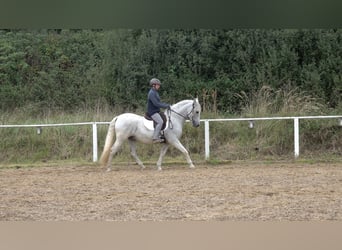 Andalusian Mix, Gelding, 10 years, 15.2 hh, Grey-Dapple Andalusian Mix, Gelding, 10 years, 15.2 hh, Grey-Dapple