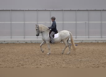 Andalusian Mix, Gelding, 10 years, 15.2 hh, Grey-Dapple Andalusian Mix, Gelding, 10 years, 15.2 hh, Grey-Dapple