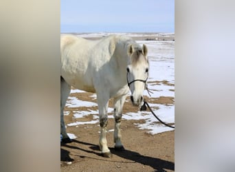 Andalusian Mix, Gelding, 10 years, 15 hh, Gray