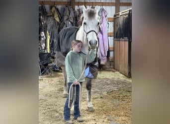 Andalusian Mix, Gelding, 10 years, 15 hh, Gray