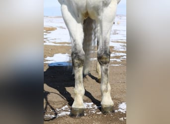 Andalusian Mix, Gelding, 10 years, 15 hh, Gray