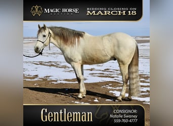 Andalusian Mix, Gelding, 10 years, 15 hh, Gray