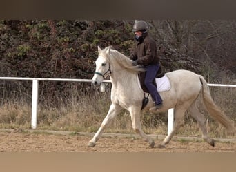 Andalusian Mix, Gelding, 10 years, 15,1 hh, Grey