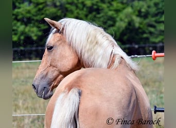 Andalusian, Gelding, 10 years, 15,1 hh, Palomino