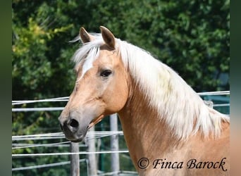 Andalusian, Gelding, 10 years, 15,1 hh, Palomino