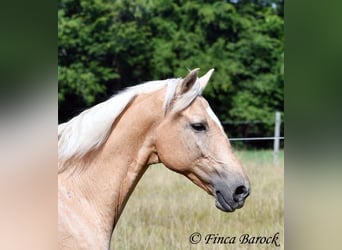 Andalusian, Gelding, 10 years, 15,1 hh, Palomino