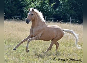 Andalusian, Gelding, 10 years, 15,1 hh, Palomino